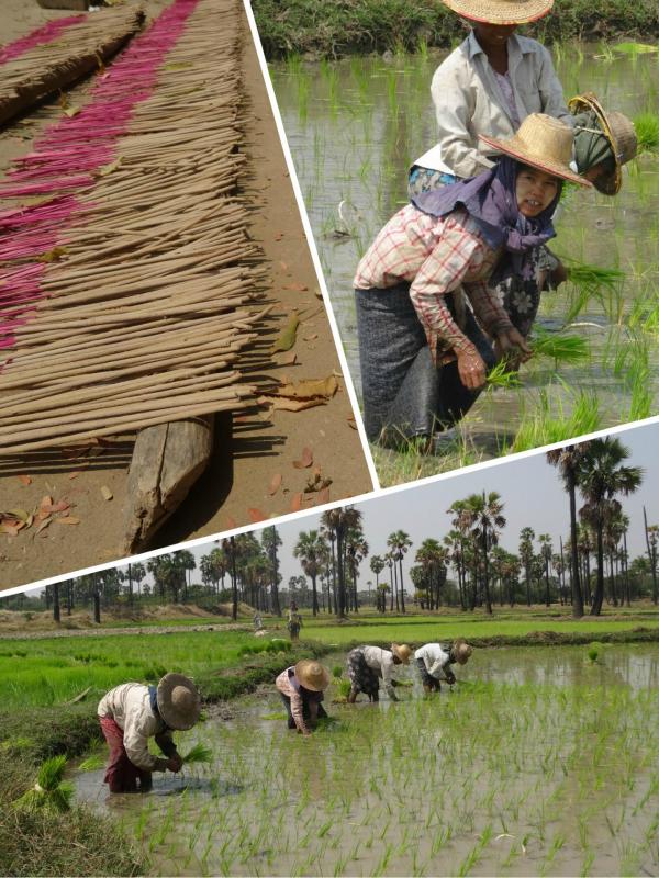 Vie rurale : rizières et bâtonnets d'encens